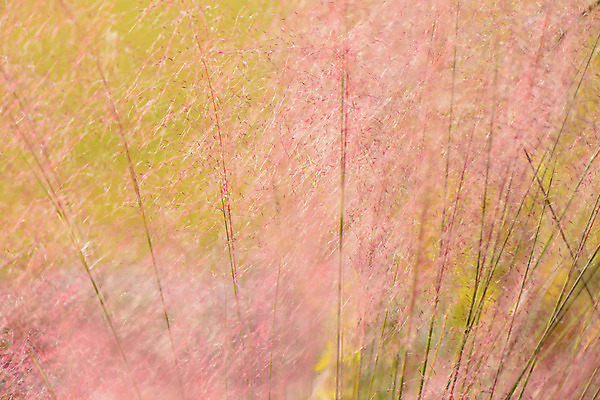 포토 JPG 주간 백그라운드 자연 갈대 사람없음 야외 국내포토 자연요소 식물 생태계 파일형식