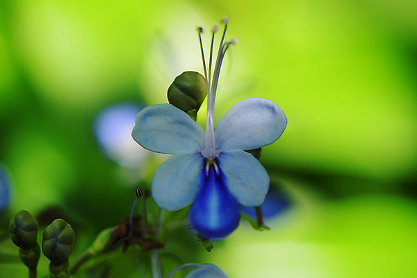 포토 JPG 주간 꽃 한송이 자연 사람없음 야외 아웃포커스 꽃술_꽃 국내포토 자연요소 식물 1 촬영기법 생태계 송이 파일형식