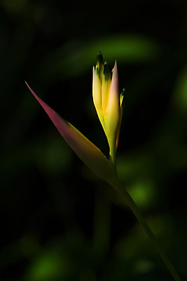 포토 JPG 주간 꽃 자연 사람없음 야외 아웃포커스 난초꽃 국내포토 자연요소 식물 촬영기법 난초 생태계 파일형식