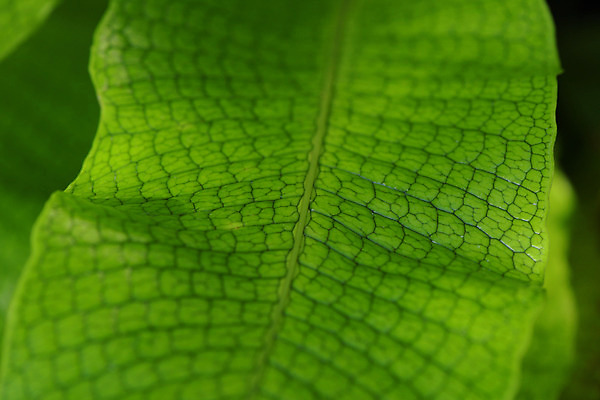 포토 JPG 주간 식물 자연 나뭇잎 사람없음 야외 아웃포커스 잎맥 국내포토 자연요소 잎 촬영기법 생태계 파일형식