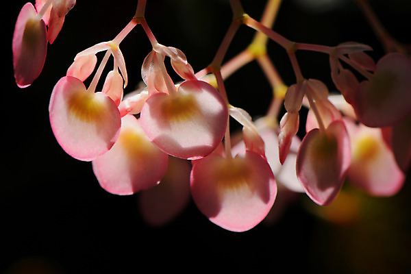 포토 JPG 주간 꽃 자연 근접촬영 사람없음 야외 아웃포커스 난초꽃 국내포토 자연요소 식물 뷰포인트 촬영기법 난초 생태계 파일형식