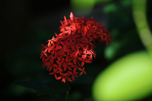포토 JPG 주간 꽃 자연 사람없음 야외 아웃포커스 국내포토 자연요소 식물 촬영기법 생태계 파일형식