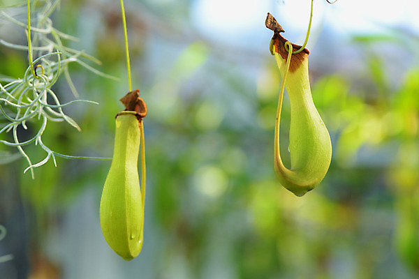 포토 JPG 주간 자연 사람없음 야외 아웃포커스 식충식물 국내포토 자연요소 식물 촬영기법 생태계 파일형식