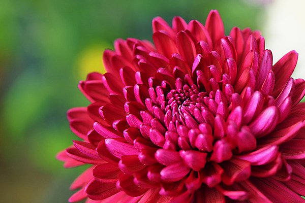 포토 JPG 주간 꽃 한송이 자연 국화 근접촬영 사람없음 야외 아웃포커스 빨간색 국내포토 자연요소 식물 1 뷰포인트 컬러 촬영기법 생태계 송이 파일형식