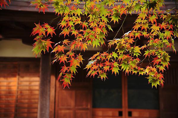 포토 JPG 주간 단풍 자연 단풍나무 주택 사람없음 야외 아웃포커스 가을 나뭇가지 국내포토 자연요소 나무 계절 잎 촬영기법 건물 생태계 파일형식
