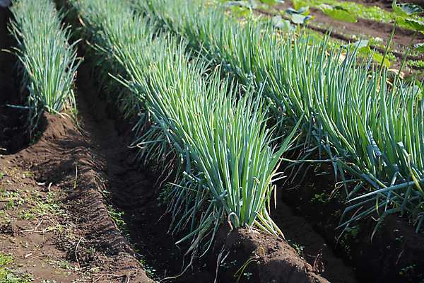 포토 JPG 주간 밭 자연 사람없음 야외 농작물 농경지 농사 대파 국내포토 자연요소 농업 농장 생태계 파 파일형식