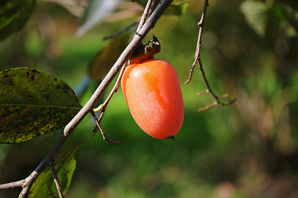 포토 JPG 주간 자연 나뭇잎 감 사람없음 야외 아웃포커스 가을 나뭇가지 감나무 국내포토 자연요소 나무 계절 잎 과일 촬영기법 생태계 파일형식