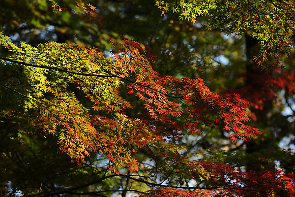 포토 JPG 주간 단풍 자연 단풍나무 사람없음 야외 아웃포커스 가을 나뭇가지 국내포토 자연요소 나무 계절 잎 촬영기법 생태계 파일형식