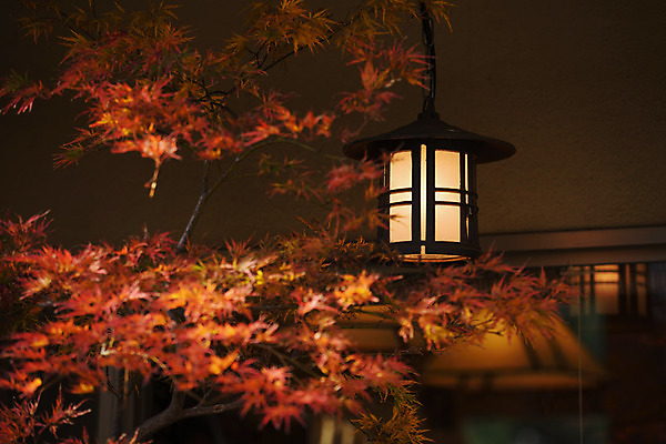 포토 JPG 사람없음 아웃포커스 나뭇가지 전통등 외등 국내포토 나무 전통 조명 촬영기법 파일형식