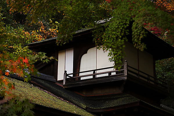 포토 JPG 주간 단풍 일본문화 주택 사람없음 야외 일본 일본전통 일본건축 일본가옥 국내포토 자연요소 동양문화 전통 아시아 외국문화 잎 건물 동양건축 파일형식