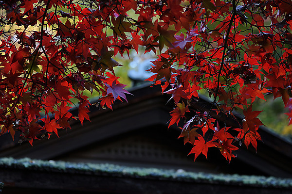 포토 JPG 주간 단풍 단풍나무 사람없음 야외 아웃포커스 가을 나뭇가지 일본가옥 국내포토 자연요소 나무 계절 잎 촬영기법 일본전통 파일형식