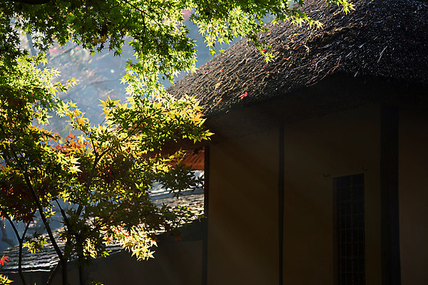 포토 JPG 주간 나무 일본문화 주택 초가집 사람없음 야외 일본 일본전통 일본건축 일본가옥 국내포토 자연요소 식물 동양문화 전통 아시아 외국문화 한옥 건물 동양건축 파일형식