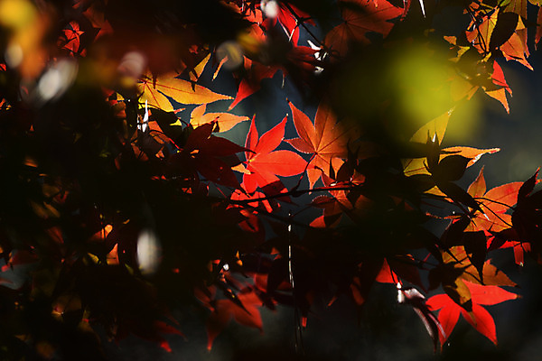 포토 JPG 주간 단풍 자연 사람없음 야외 아웃포커스 햇빛 가을 국내포토 자연요소 계절 잎 촬영기법 태양 생태계 파일형식