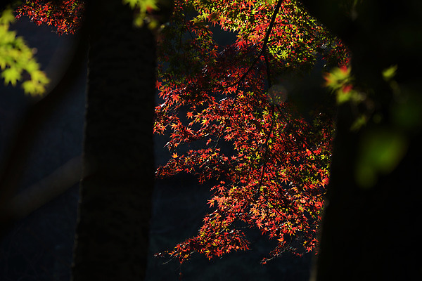 포토 JPG 주간 단풍 자연 단풍나무 사람없음 야외 아웃포커스 가을 나뭇가지 국내포토 자연요소 나무 계절 잎 촬영기법 생태계 파일형식