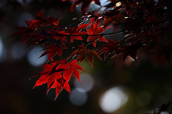 포토 JPG 주간 단풍 자연 단풍나무 사람없음 야외 아웃포커스 가을 나뭇가지 국내포토 자연요소 나무 계절 잎 촬영기법 생태계 파일형식