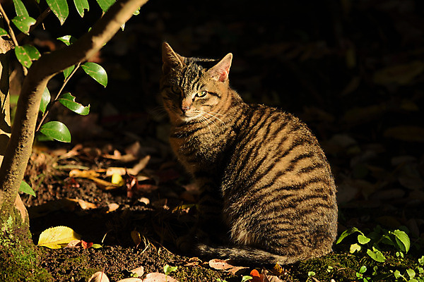 포토 JPG 주간 나무 한마리 사람없음 야외 고양이 길고양이 동물라이프 반려 국내포토 자연요소 식물 동물 1 라이프스타일 포유류 반려동물 파일형식