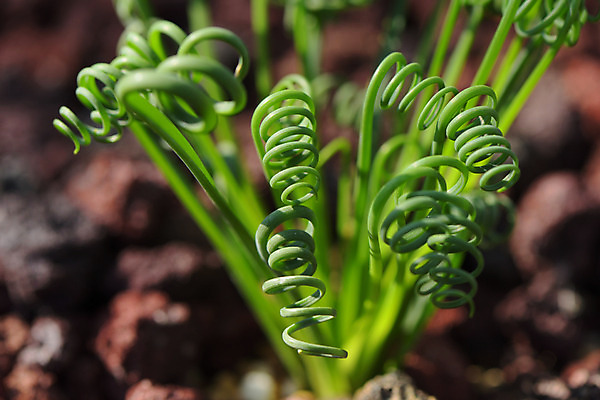 포토 JPG 주간 식물 자연 근접촬영 사람없음 야외 아웃포커스 말린_둥글게 국내포토 자연요소 뷰포인트 컨셉 촬영기법 생태계 파일형식
