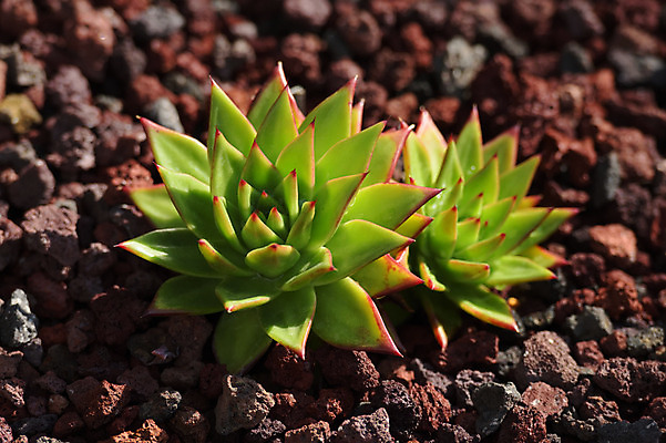 포토 JPG 주간 자연 근접촬영 사람없음 야외 아웃포커스 다육식물 국내포토 자연요소 식물 뷰포인트 촬영기법 생태계 파일형식
