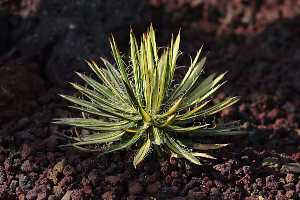 포토 JPG 주간 자연 사람없음 야외 아웃포커스 다육식물 국내포토 자연요소 식물 촬영기법 생태계 파일형식