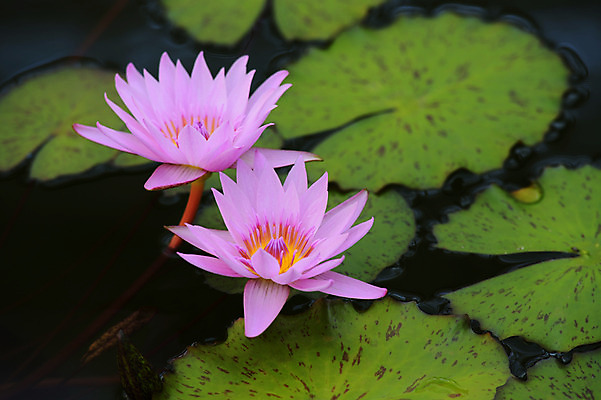 포토 JPG 주간 분홍색 자연 연꽃 사람없음 야외 연못 두송이 연잎 국내포토 자연요소 꽃 컬러 잎 2 생태계 파일형식
