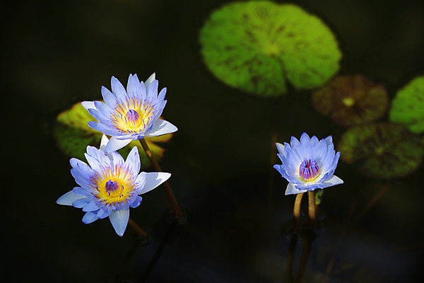 포토 JPG 주간 자연 연꽃 사람없음 야외 아웃포커스 연못 연잎 세송이 국내포토 자연요소 꽃 잎 촬영기법 3 생태계 파일형식