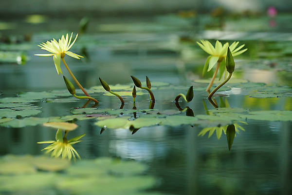 포토 JPG 주간 자연 연꽃 물그림자 사람없음 야외 아웃포커스 연못 연잎 국내포토 자연요소 꽃 잎 촬영기법 그림자 생태계 파일형식