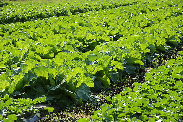 포토 JPG 주간 사람없음 야외 농작물 농사 배추 배추밭 국내포토 자연요소 밭 농업 채소 파일형식