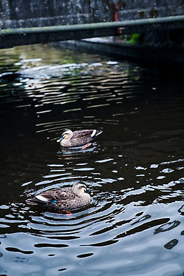 포토 JPG 주간 호수 두마리 자연 사람없음 야외 청둥오리 국내포토 자연요소 2 오리 생태계 파일형식
