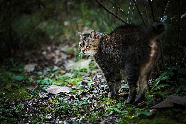 포토 JPG 주간 한마리 사람없음 야외 아웃포커스 고양이 길고양이 동물라이프 반려 국내포토 자연요소 동물 1 라이프스타일 포유류 촬영기법 반려동물 파일형식
