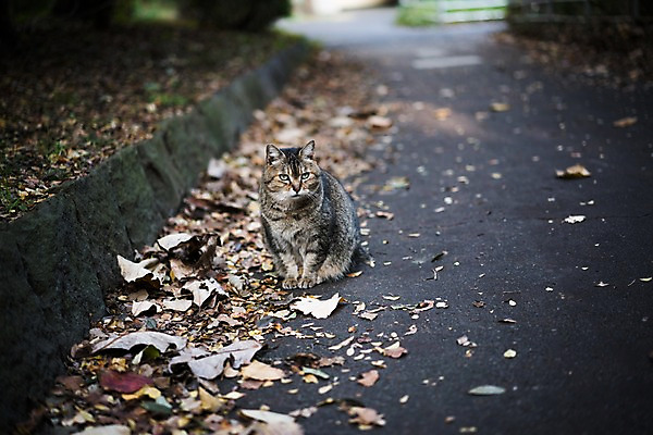 포토 JPG 주간 한마리 낙엽 사람없음 야외 아웃포커스 고양이 길고양이 동물라이프 반려 국내포토 자연요소 동물 1 라이프스타일 잎 포유류 촬영기법 반려동물 파일형식