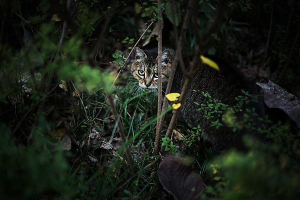 포토 JPG 주간 한마리 사람없음 야외 아웃포커스 고양이 숲 길고양이 동물라이프 반려 국내포토 자연요소 동물 1 라이프스타일 포유류 촬영기법 반려동물 파일형식
