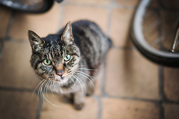 포토 JPG 주간 한마리 사람없음 야외 아웃포커스 자전거 고양이 길고양이 동물라이프 반려 국내포토 자연요소 동물 1 라이프스타일 포유류 촬영기법 반려동물 바이크 파일형식