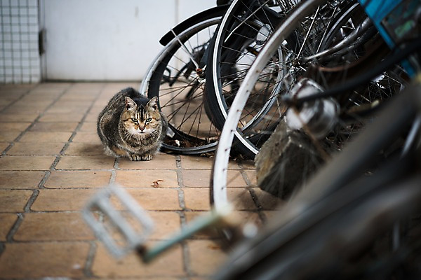 포토 JPG 주간 한마리 거리풍경 사람없음 야외 아웃포커스 자전거 길고양이 동물라이프 자전거주차 자전거주차장 국내포토 자연요소 동물 1 라이프스타일 거리 촬영기법 풍경 바이크 고양이 주차 주차장 파일형식