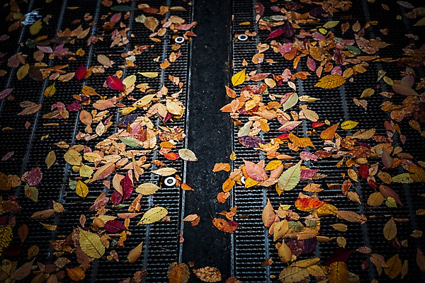 포토 JPG 주간 낙엽 거리풍경 사람없음 야외 가을 배수구 국내포토 자연요소 계절 잎 거리 풍경 파일형식