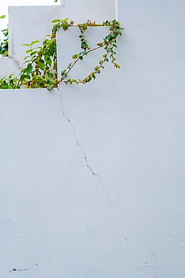 포토 JPG 주간 벽 자연 사람없음 야외 균열 담쟁이덩굴 국내포토 자연요소 모션 덩굴 생태계 파일형식