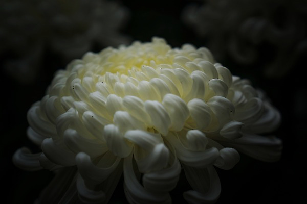 포토 JPG 꽃 한송이 자연 국화 근접촬영 사람없음 아웃포커스 국내포토 식물 1 뷰포인트 촬영기법 생태계 송이 파일형식