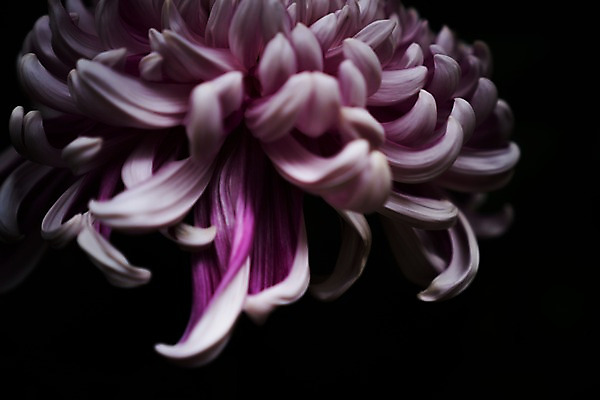 포토 JPG 꽃 한송이 자연 국화 근접촬영 사람없음 아웃포커스 국내포토 식물 1 뷰포인트 촬영기법 생태계 송이 파일형식