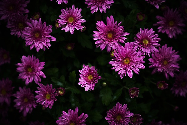 포토 JPG 꽃 분홍색 여러송이 자연 사람없음 국내포토 식물 컬러 다수 생태계 파일형식