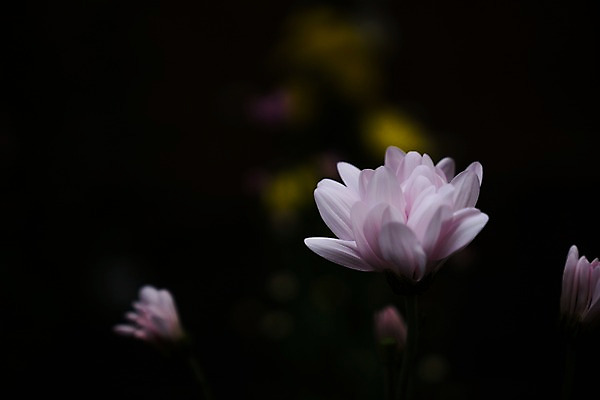 포토 JPG 꽃 자연 사람없음 아웃포커스 국내포토 식물 촬영기법 생태계 파일형식