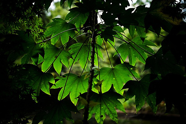 포토 JPG 주간 자연 나뭇잎 사람없음 야외 나뭇가지 국내포토 자연요소 나무 잎 생태계 파일형식