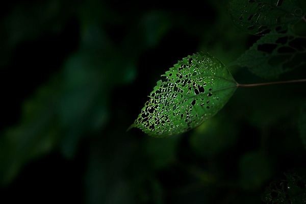 포토 JPG 주간 자연 나뭇잎 사람없음 야외 아웃포커스 벌레먹은 국내포토 자연요소 잎 촬영기법 생태계 파일형식