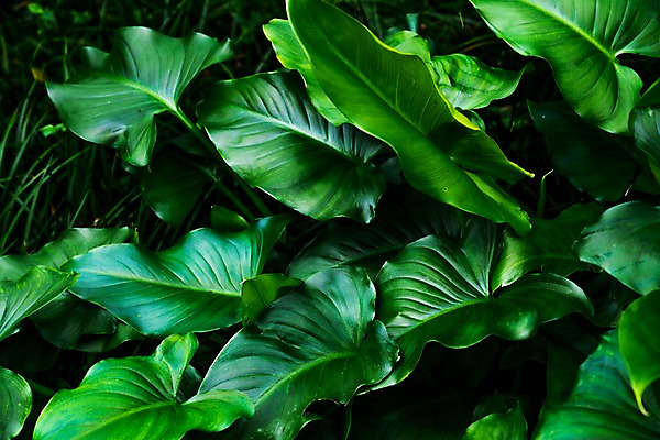 포토 JPG 주간 잎 자연 사람없음 야외 초록색 국내포토 자연요소 식물 컬러 생태계 파일형식