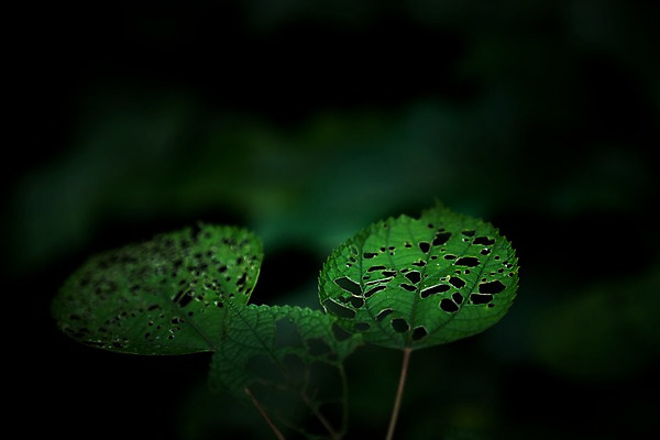 포토 JPG 주간 자연 나뭇잎 사람없음 야외 아웃포커스 벌레먹은 국내포토 자연요소 잎 촬영기법 생태계 파일형식