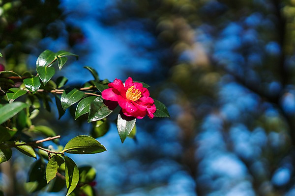 포토 JPG 주간 자연 나뭇잎 사람없음 야외 아웃포커스 나뭇가지 동백 국내포토 자연요소 나무 꽃 잎 촬영기법 생태계 파일형식