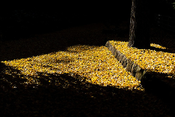 포토 JPG 주간 나무 낙엽 자연 풍경 사람없음 야외 햇빛 가을 은행잎 국내포토 자연요소 식물 계절 잎 태양 생태계 파일형식