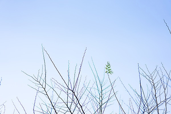 포토 JPG 주간 자연 하늘 나뭇잎 풍경 사람없음 야외 나뭇가지 국내포토 자연요소 나무 잎 생태계 파일형식