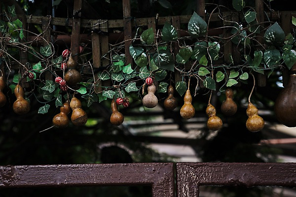 포토 JPG 주간 사람없음 야외 문 담쟁이덩굴 조롱박 국내포토 자연요소 덩굴 파일형식