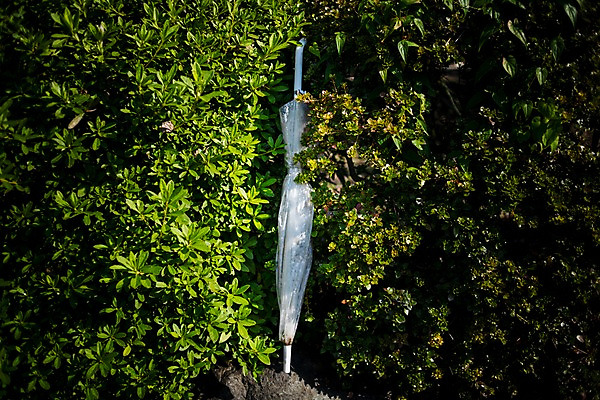 포토 JPG 주간 나무 우산 사람없음 야외 숲 국내포토 자연요소 식물 파일형식