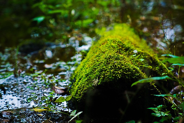 포토 JPG 주간 자연 이끼 풍경 사람없음 야외 아웃포커스 개울 국내포토 자연요소 촬영기법 강 생태계 파일형식