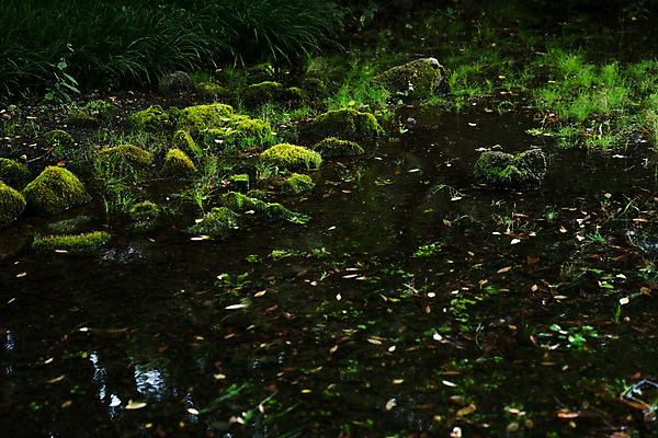 포토 JPG 주간 자연 이끼 풍경 사람없음 야외 개울 국내포토 자연요소 강 생태계 파일형식